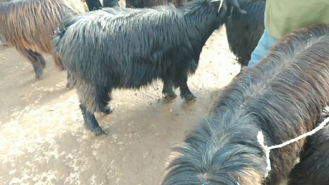 ХОЖЕЛИ МАЛ БАЗАР XOJELI MAL BAZAR 22МИЛЛИОНЛЫК БУКА смотреть онлайн