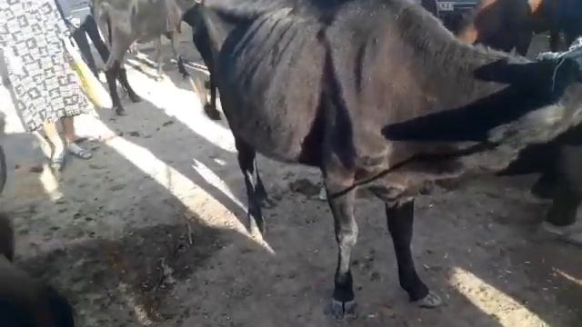 Шовот пир мол бозор моллор нархи 1 Сентябрь смотреть онлайн