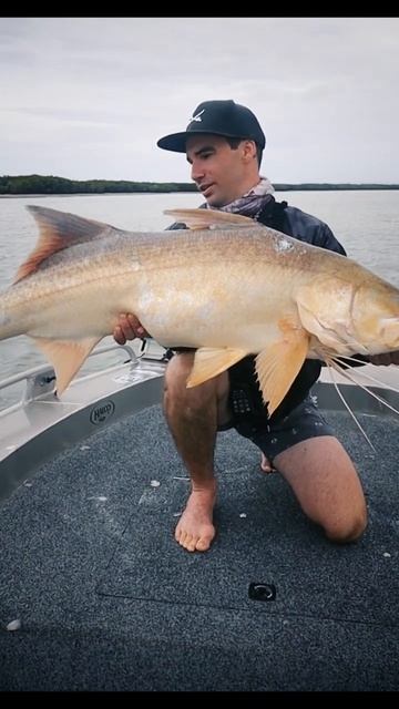 PB threadfin salmon #short смотреть онлайн