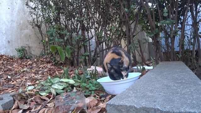 4k wild cat, 4k 길고양이 смотреть онлайн