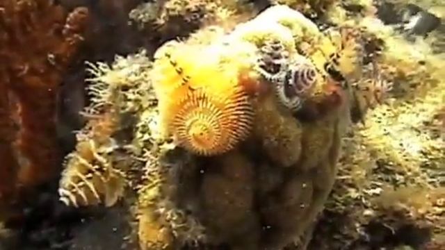 Christmas Tree Coral 2 смотреть онлайн