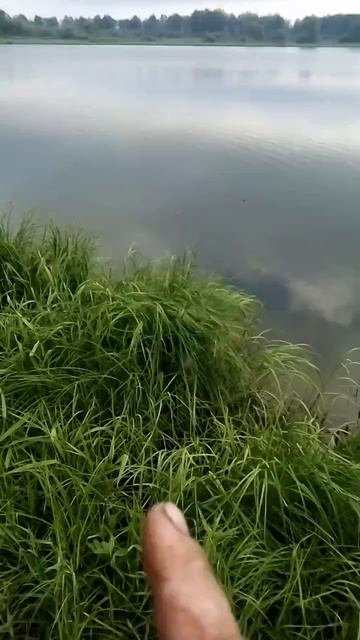 Утренняя рыбалка на карася,и ратана,часть3 смотреть онлайн