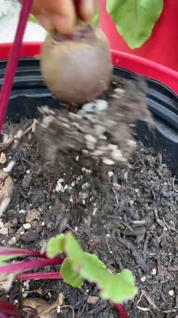 Growing beets in containers ❤️ 90 day average harvest time. Love them roasted w/ spices! смотреть онлайн