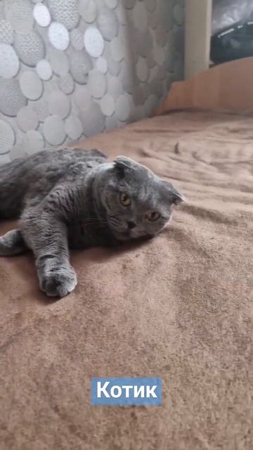 британская кошка. смотреть онлайн