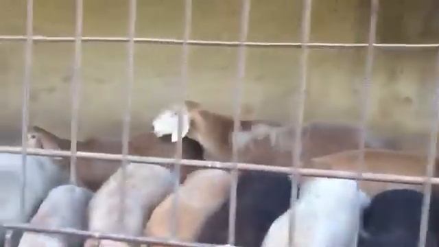 Кочкор по кличке Красавчик смотреть онлайн