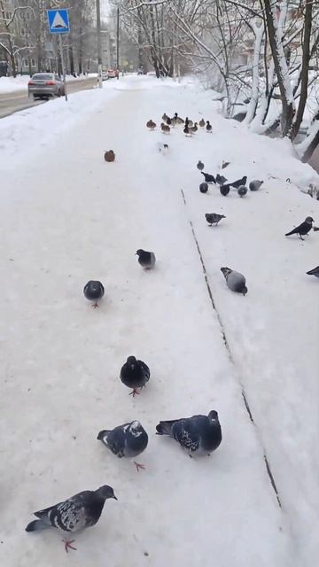 УТКИ и ГОЛУБИ ЗИМОЙ смотреть онлайн