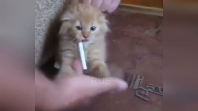 Лучшие приколы с животными 2016 смотреть онлайн