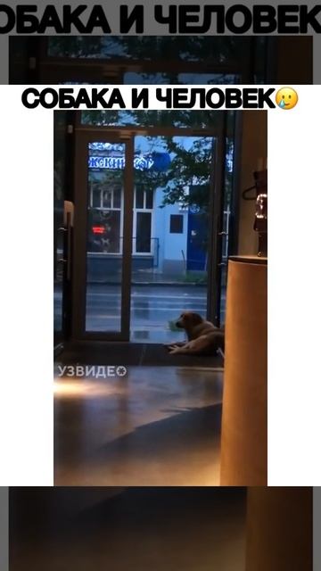 Собака и человек смотреть онлайн