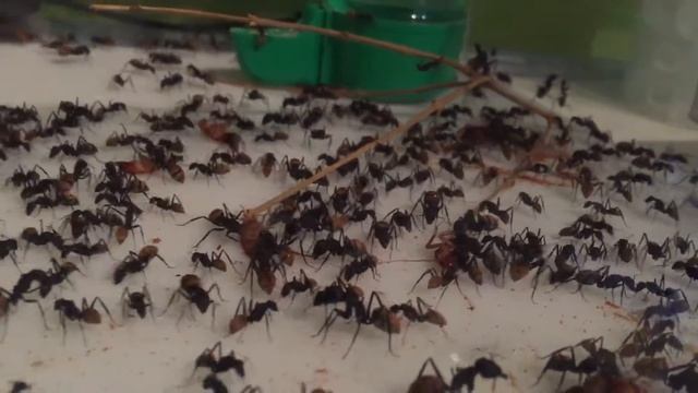 Camponotus fulvopilosus 04/06/16 смотреть онлайн