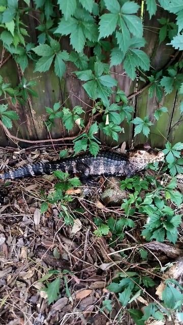 Dwarf caiman handling #reptiles смотреть онлайн