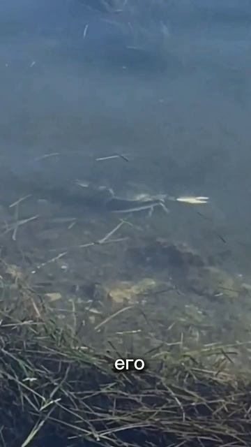 Необычный ролик с крабом порадует каждого #shorts #live смотреть онлайн