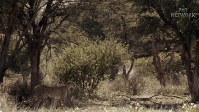 Big Batter Gorilla Vs Leopard Fighting, Both Tired When The War has No End смотреть онлайн