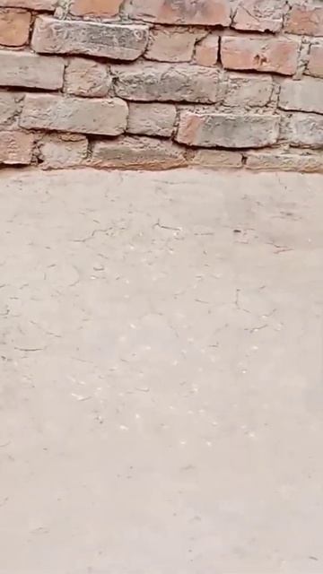 Can a bird defeat a snake? смотреть онлайн