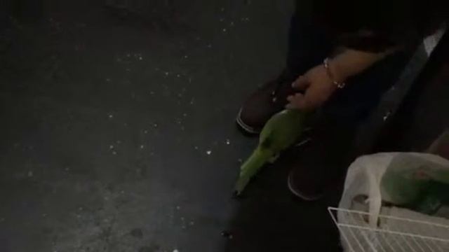 Coca Cola drinking parrot смотреть онлайн