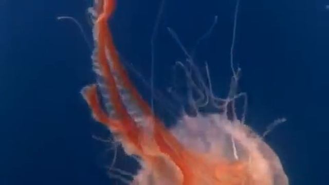 Green Umbrella смотреть онлайн