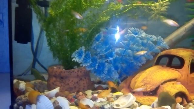 Моллинезии мальки смотреть онлайн