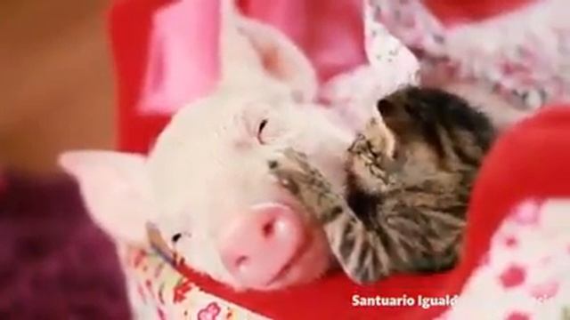 Свинка и котёнок смотреть онлайн