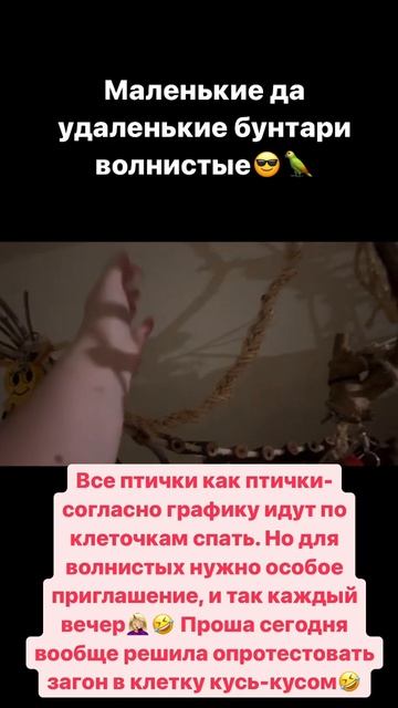Маленькие да удаленькие бунтари волнистые😎🦜 смотреть онлайн
