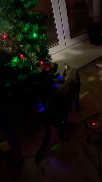 Бенгальский кот Гуч Рвет Елку! смотреть онлайн