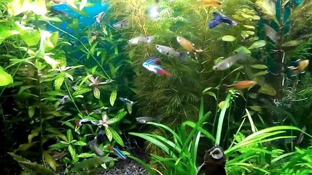 Аквариум Juvel 125 смотреть онлайн