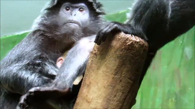 Малыш яванского лангура. 07.12.18 г. смотреть онлайн