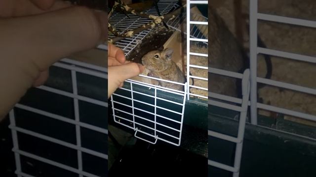Degu feeding смотреть онлайн