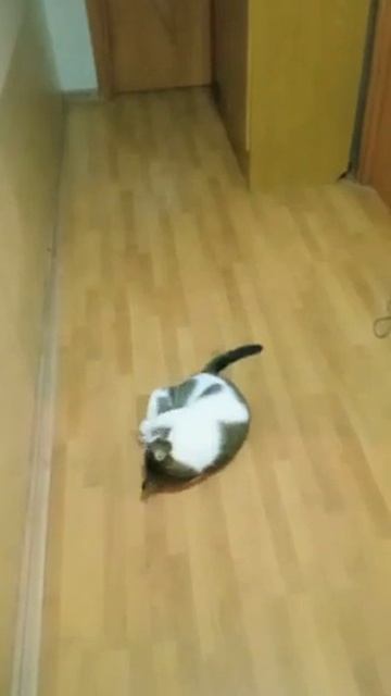 Michiko.ru | Кошка Тихоня ищет дом. Отдаем бесплатно. Кошки в дар в добрые руки. смотреть онлайн