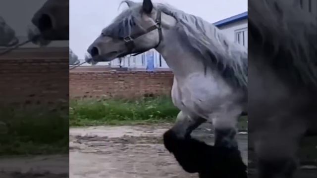 Huge ❤ Horse смотреть онлайн