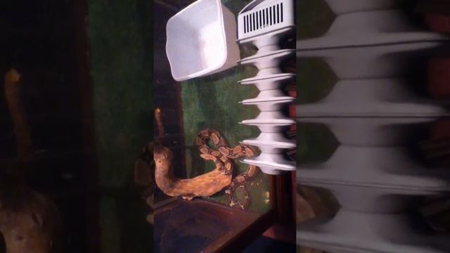 Snake fail #1 The Beginning смотреть онлайн