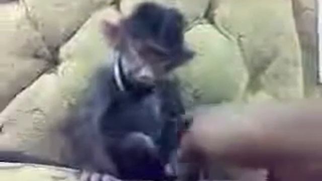 Бешеная обезьяна смотреть онлайн