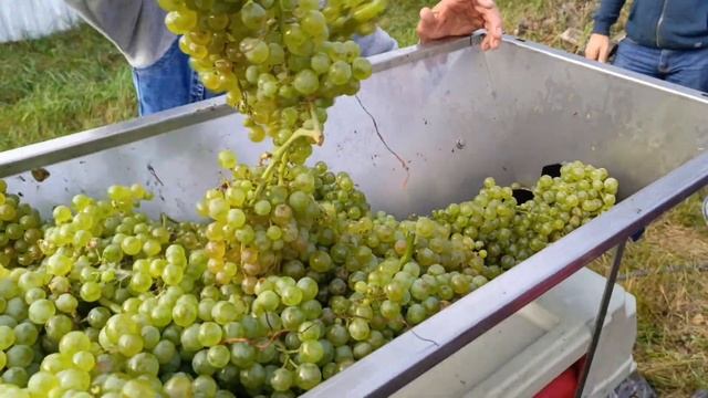 Белое сухое!! Вино в домашних условиях... смотреть онлайн