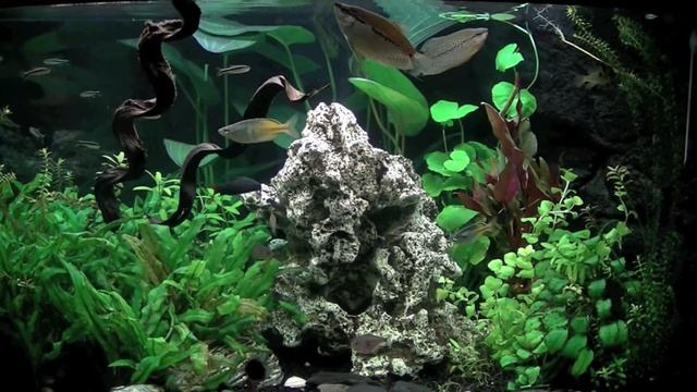 Aquarium HD Trigon 190 смотреть онлайн