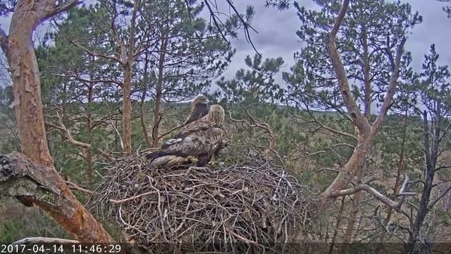 klinšu ērgļi ligzdā. 14.04.2017 смотреть онлайн