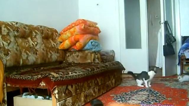 Кот гоняется за кроликом по квартире))) смотреть онлайн