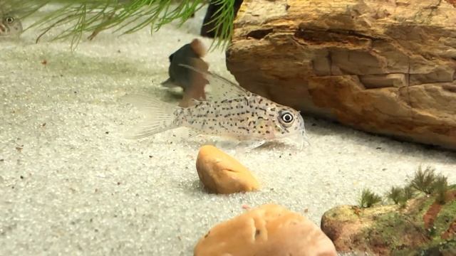 Corydoras loretoensis male with dorsal fin extensions смотреть онлайн