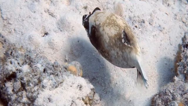 Masked Puffer Fish