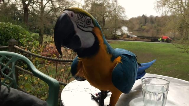 Mikey And Mia Visit Richmond (Parrot Free Flight) || Mikey The Macaw смотреть онлайн