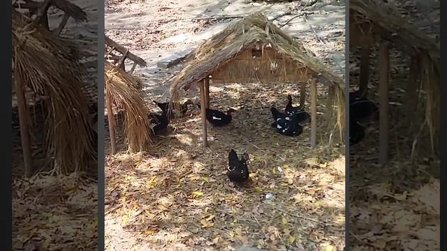 Black duck 🦆 in kanpur zoo #shorts #nature #viral #short #trending смотреть онлайн