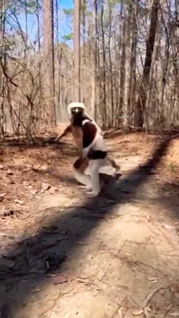 Lemurs Monkeys -Frog Jump Movements 🤔 #lemurs #facts #animal смотреть онлайн
