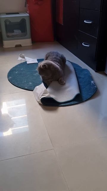 #cats #shorts #cutecats #funnycats #scottishfold #catvideos Chubby Cat Playing | Meowdicine смотреть онлайн