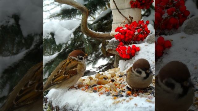 TREE SPARROW Полевой воробей на кормушке смотреть онлайн