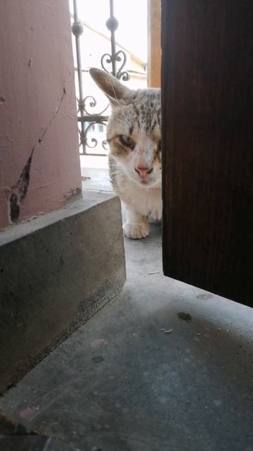 Знакомьтесь, Кот с ошейником, или Поющий кот. смотреть онлайн