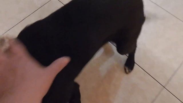 Йорик Пиар смотреть онлайн