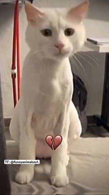 Еще больше видео и интересных фактов про животных в нашем TГ: @funnyanimalsss1. смотреть онлайн