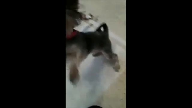 Игрушки моей собаки 😊🐶 смотреть онлайн