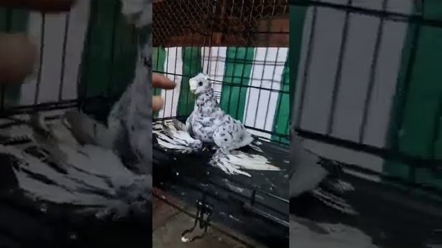 Узбекские голуби Pigeons الحمام Tauben  Merpati کبوتر鴿子 ハトkaʙūtar