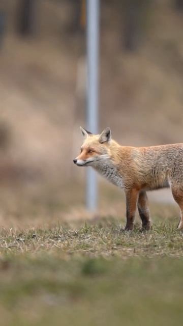 Little Fox#farmanimals#goats#rooster#chicken#elephant#crocodile#fox#ox#owlsounds#owl#peacockrangoli смотреть онлайн