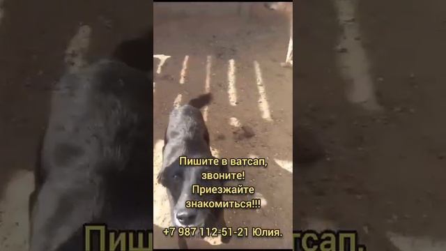 Вывоз состоялся - Бобруйск! Спасибо❤️ смотреть онлайн