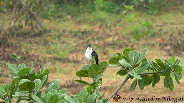 Jacobin Cuckoo (Clamator jacobinus)-Preening смотреть онлайн