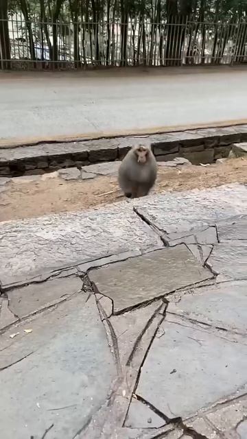 🔥 Смешные обезьяны 🔥 смотреть онлайн